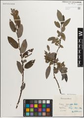 Foto von Salix myrsinifolia Salisb.
